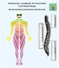 Reflexology - Dermatomes on the front - zones on the skin referred to the spinal floors