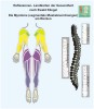 Reflexology - Myotomes on the back - zones on the muscles referred to the spinal floors