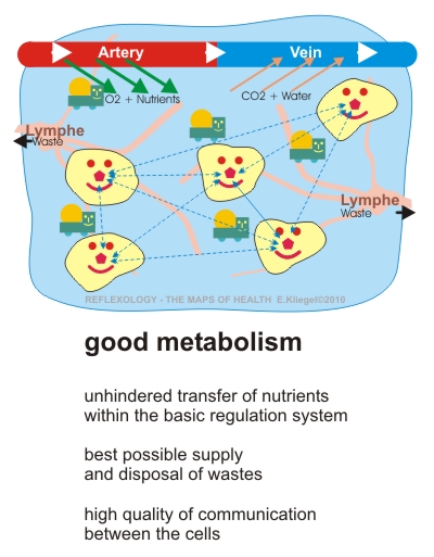 Reflexology - Basics - Good Metabolism
