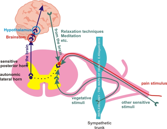 Reflexology - pain