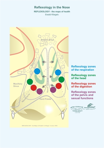 Reflexology in the nose