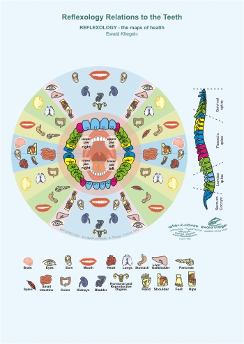 Reflexology Relations to the Teeth