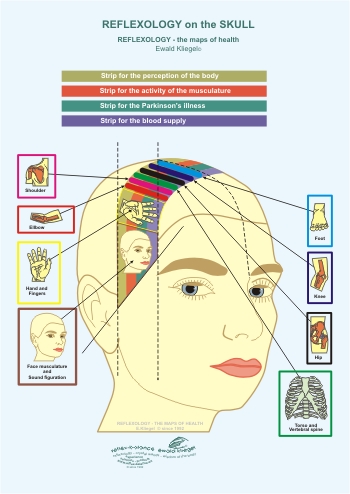 Reflexology on the Skull