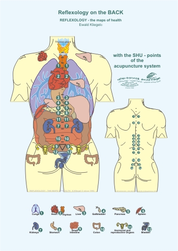 Reflexology - the Shu-points on the back