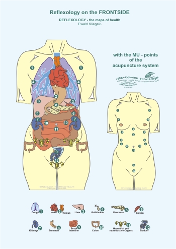 Reflexology - the Mu-points on the Frontside