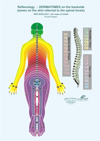 Reflexology - the Dermatomes on the backside (zones on the skin referred to the spinal levels)