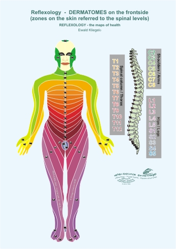 Reflexology - the Dermatomes on the frontside (zones on the skin referred to the spinal levels)