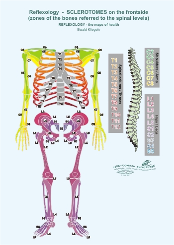Reflexology - the Sclerotomes on the frontside (zones on the bones referred to the spinal levels)