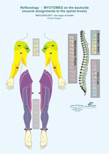 Reflexology - the Myotomes on the backside (muscle assignments to the spinal levels)
