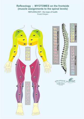 Reflexology - the Myotomes on the frontside (muscle assignments to the spinal levels)