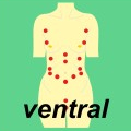 Ewald Kliegel - Reflexology - MU points on the chest