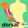 Ewald Kliegel - Reflexology - Myotomes dorsal