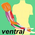 Ewald Kliegel - Reflexology - Myotomes ventral