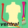 Ewald Kliegel - Reflexology - Sclerotomes ventral