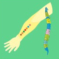 Ewald Kliegel - Reflexology - Forearm palmar