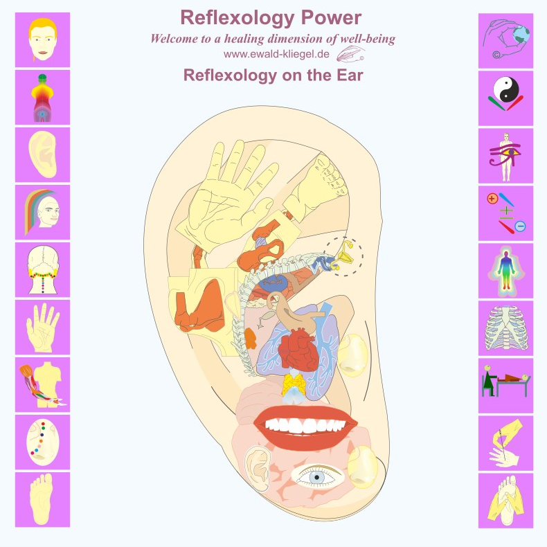 Reflexzonen Power Ewald Kliegel Reflexology of the Ear