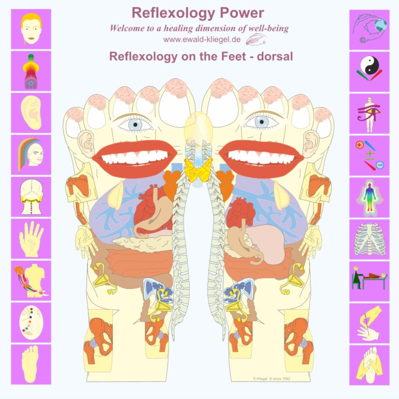 Reflexology Power Ewald Kliegel Reflexology on the feet