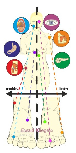 Reflexzonen-Systematik